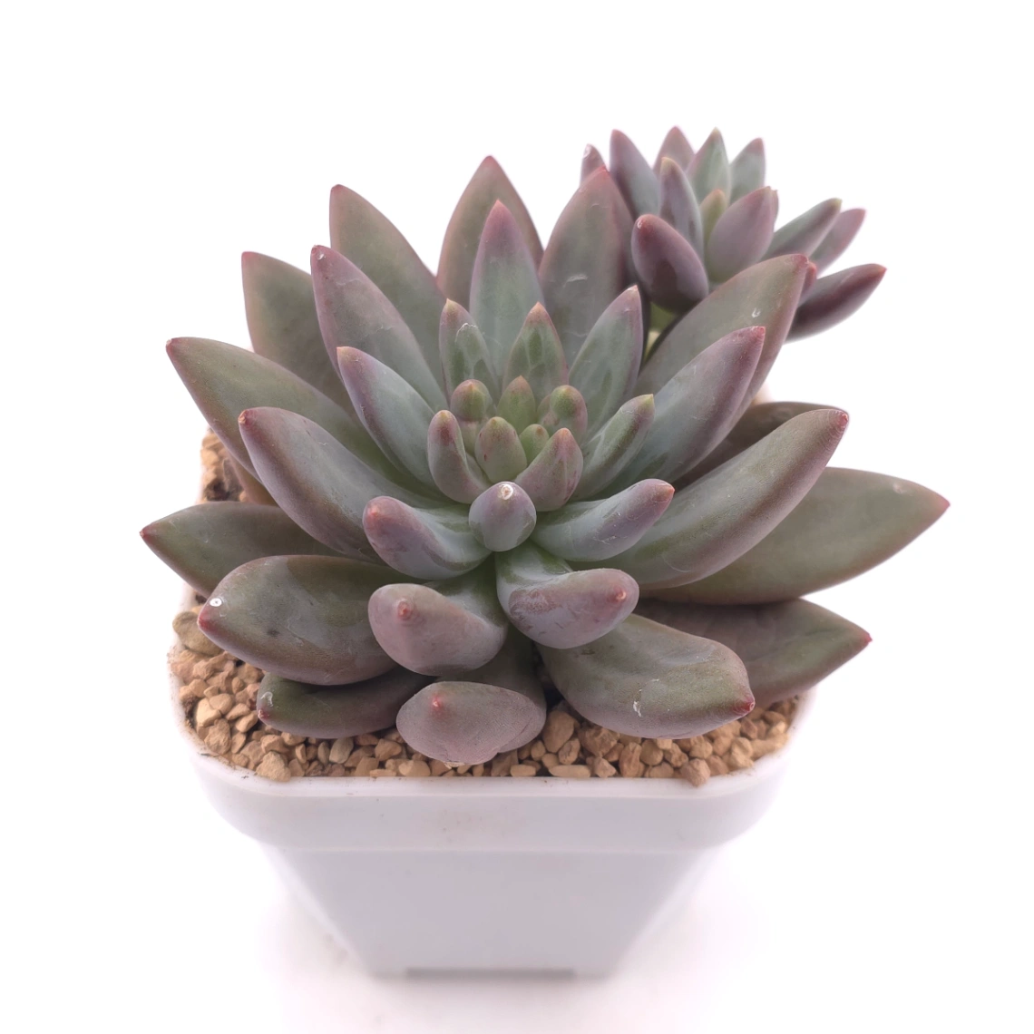 Pachyphytum 'Pink Poppy' | 粉色虞英人 thumbnail 2