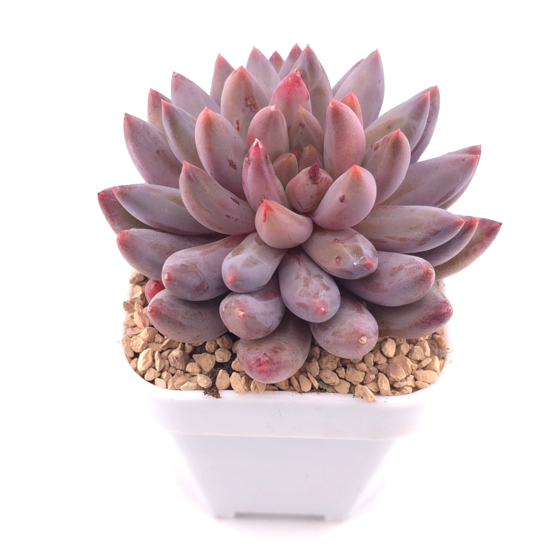Pachyphytum ‘Red Dragonfly’ | 红蜻蜓 thumbnail 2