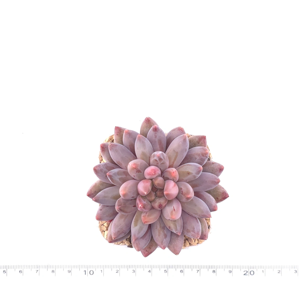 Pachyphytum ‘Red Dragonfly’ | 红蜻蜓 thumbnail 4