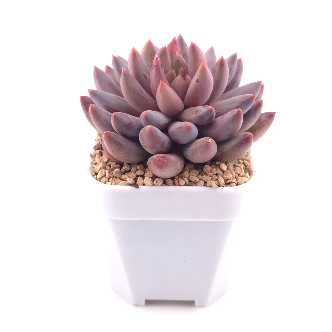 Pachyphytum ‘Red Dragonfly’ | 红蜻蜓 thumbnail 3