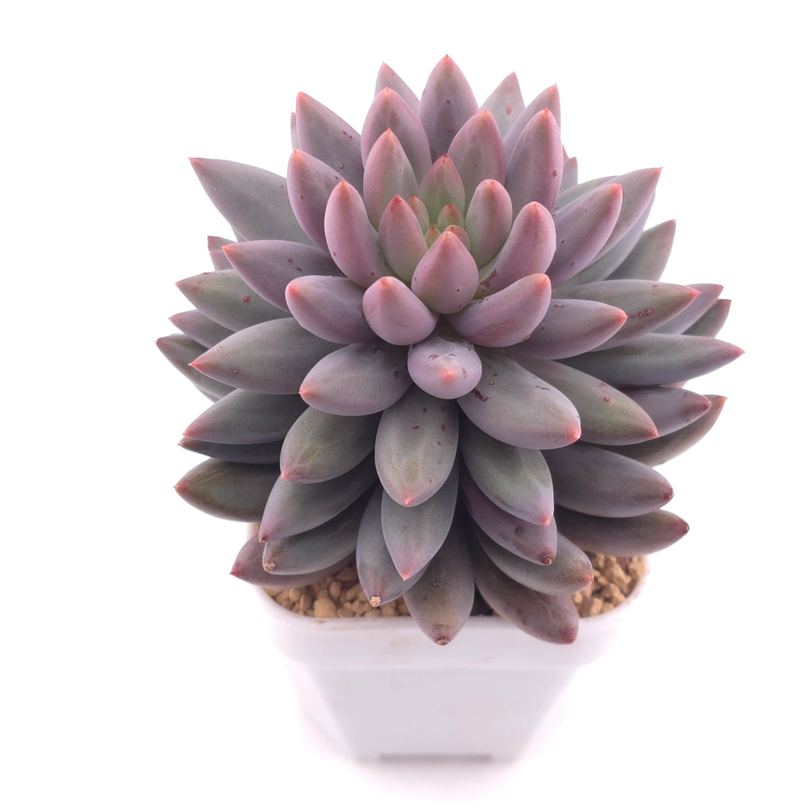 Pachyphytum ‘Red Dragonfly’ | 红蜻蜓 thumbnail 2