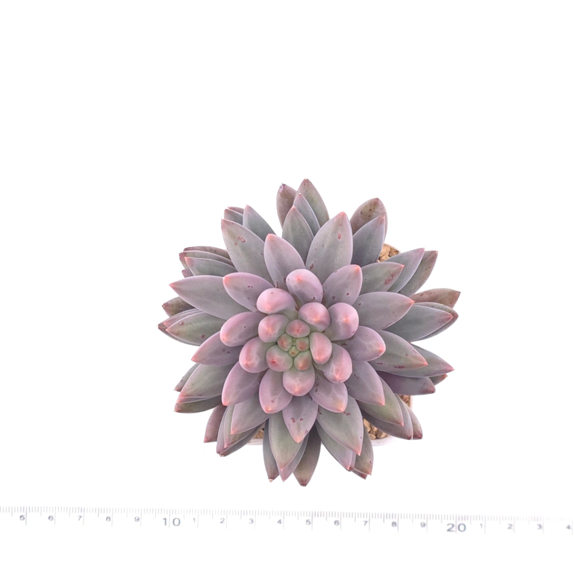 Pachyphytum ‘Red Dragonfly’ | 红蜻蜓 thumbnail 4