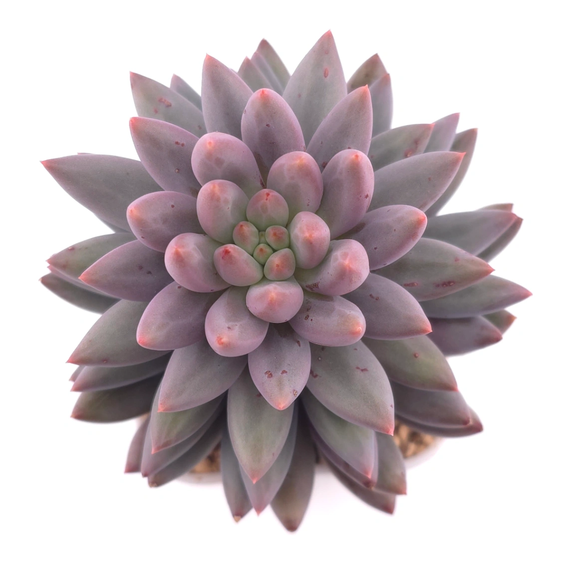 Pachyphytum ‘Red Dragonfly’ | 红蜻蜓 - View 1