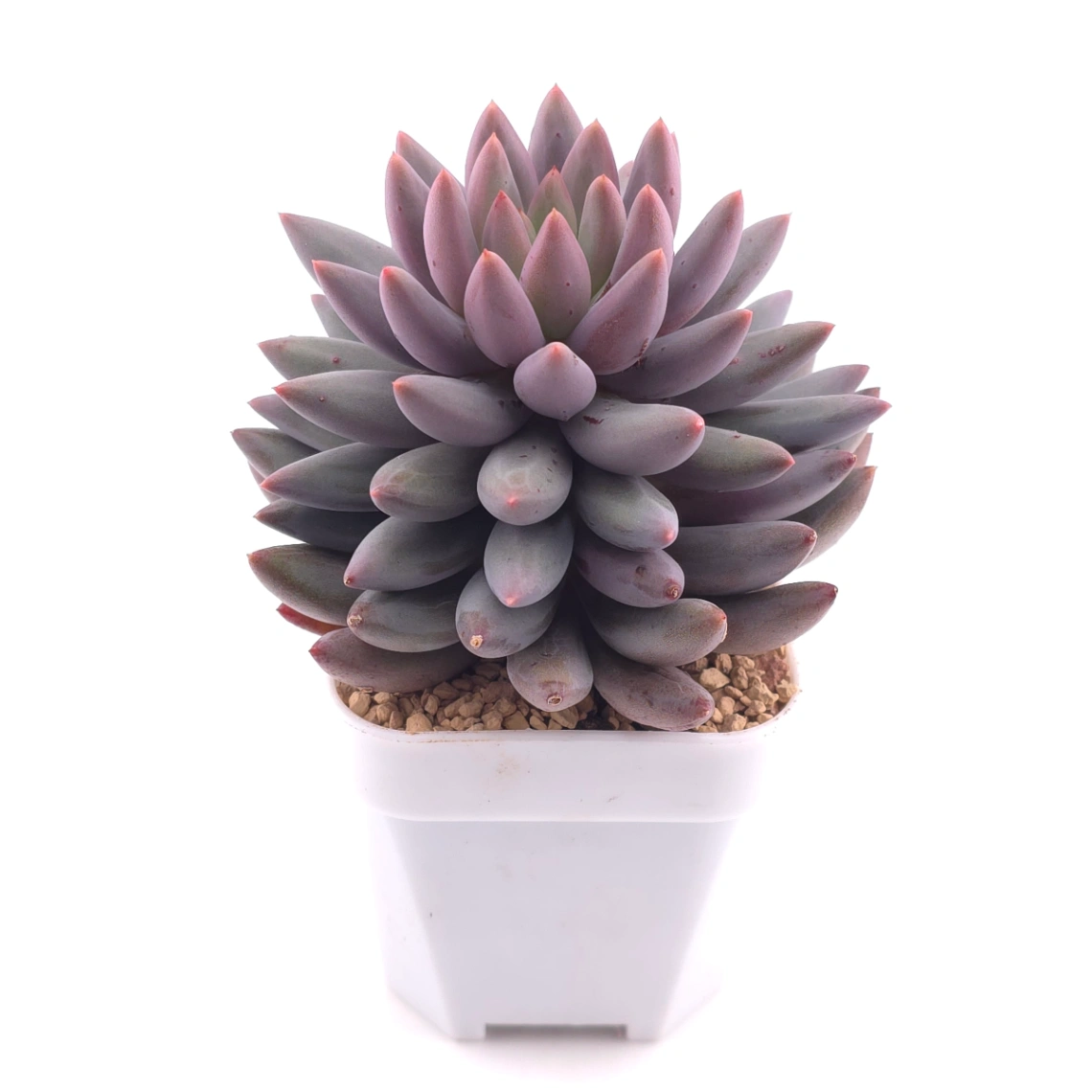Pachyphytum ‘Red Dragonfly’ | 红蜻蜓 thumbnail 3