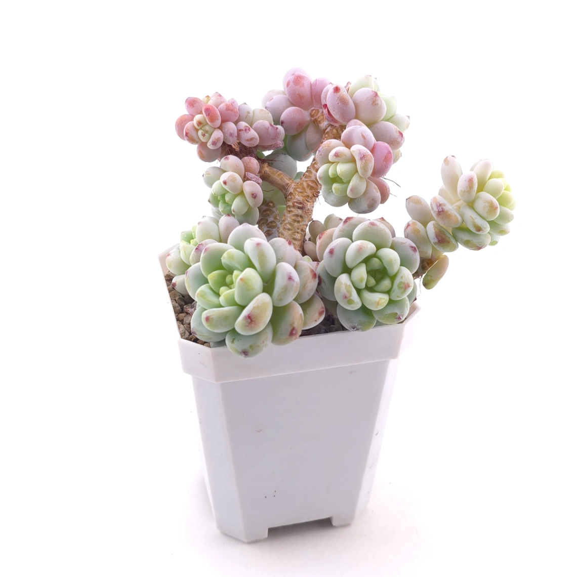 Sedum clavatum | 勞爾 thumbnail 3