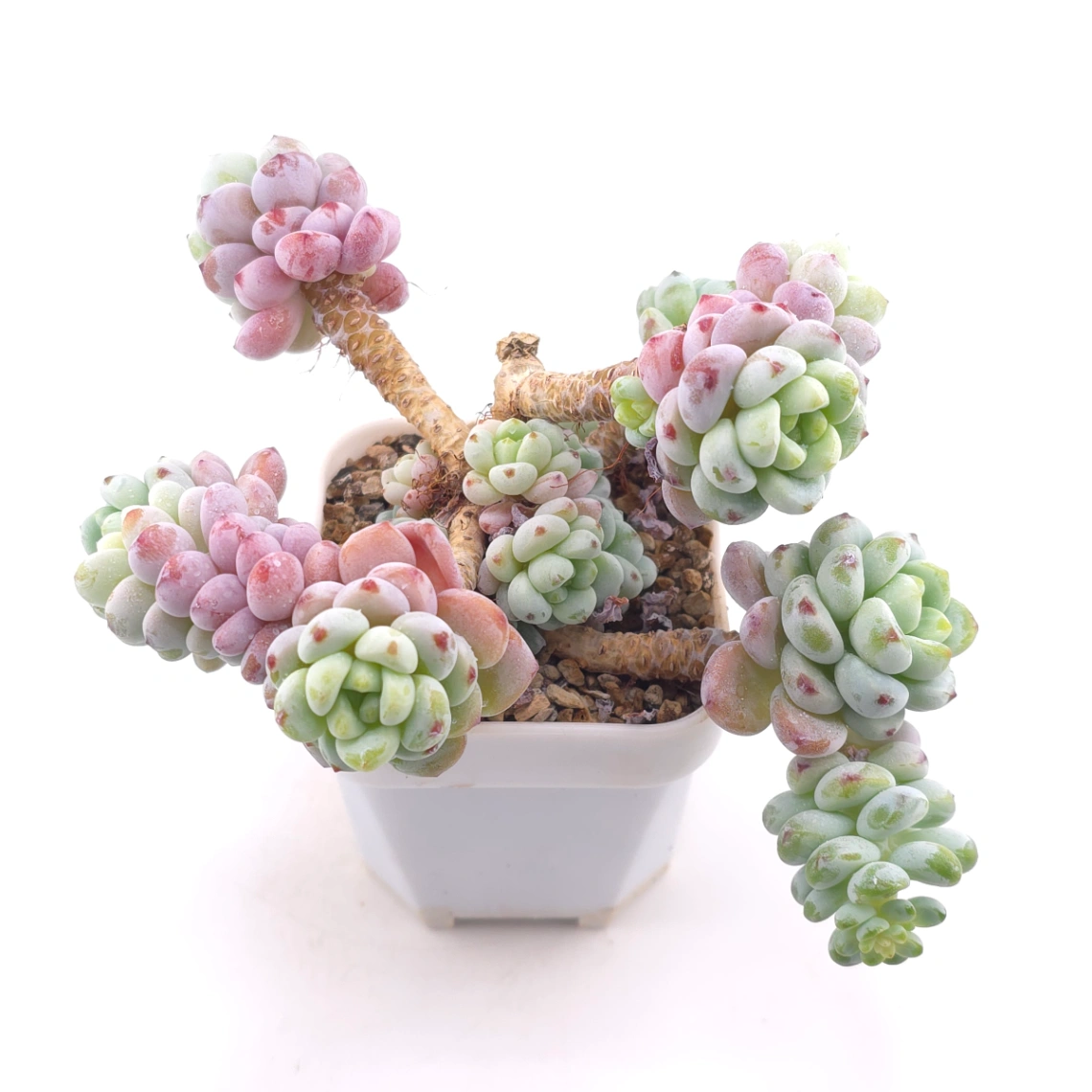Sedum clavatum | 勞爾 thumbnail 2