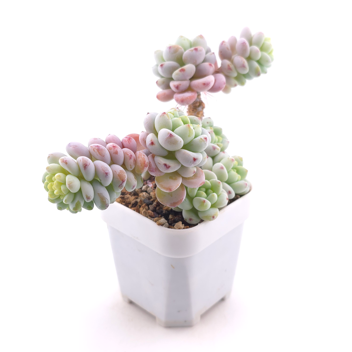 Sedum clavatum | 勞爾 thumbnail 3