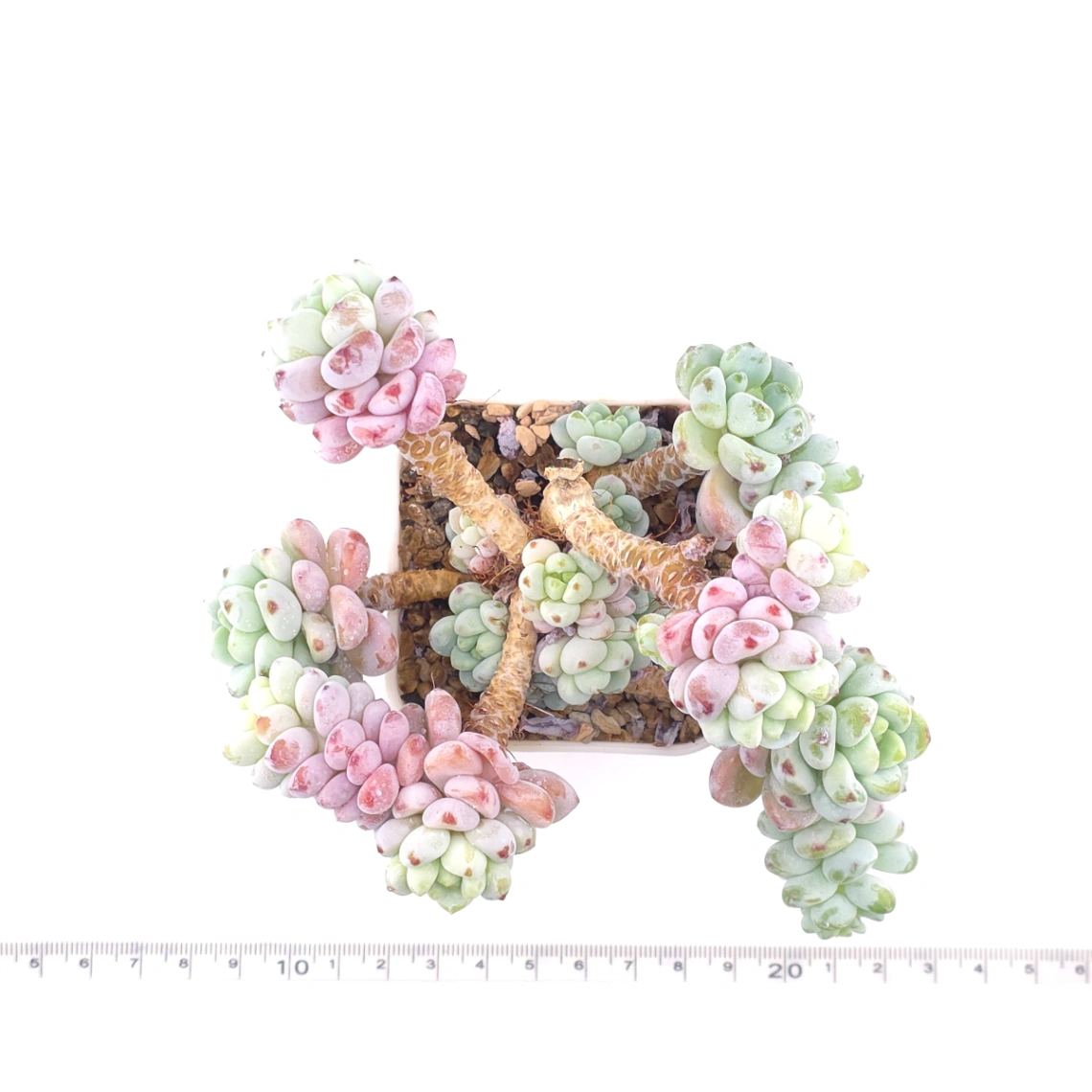 Sedum clavatum | 勞爾 thumbnail 4