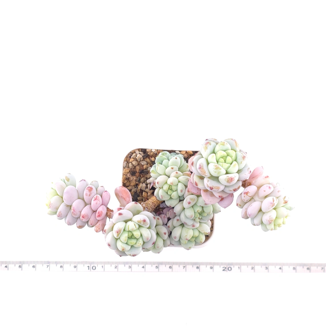 Sedum clavatum | 勞爾 thumbnail 4