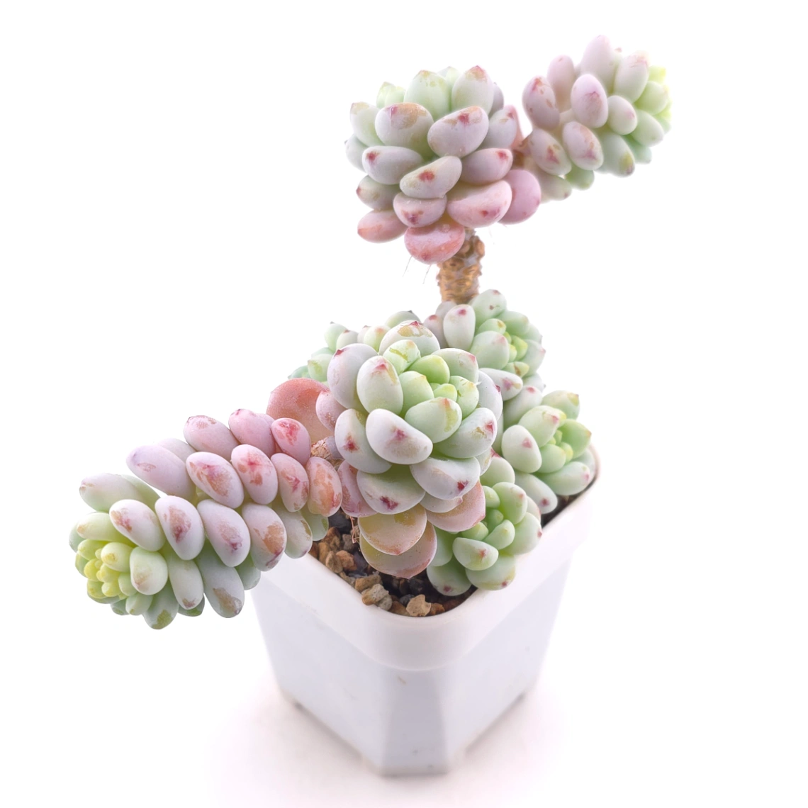 Sedum clavatum | 勞爾 thumbnail 2