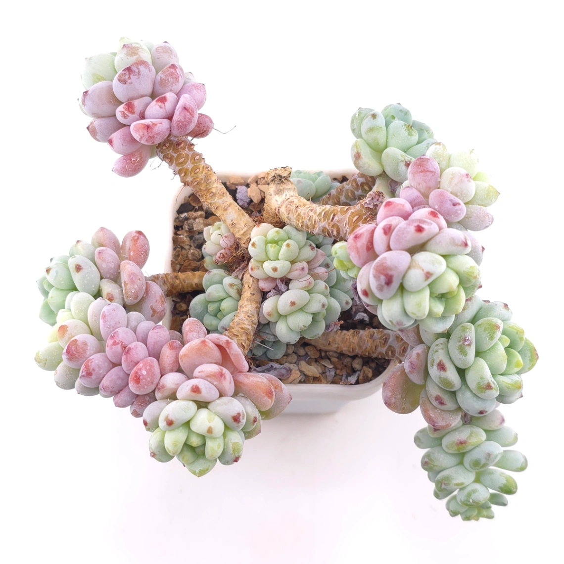 Sedum clavatum | 勞爾 - View 1