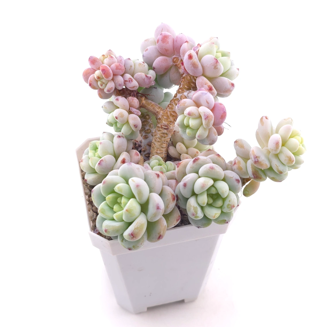 Sedum clavatum | 勞爾 thumbnail 2