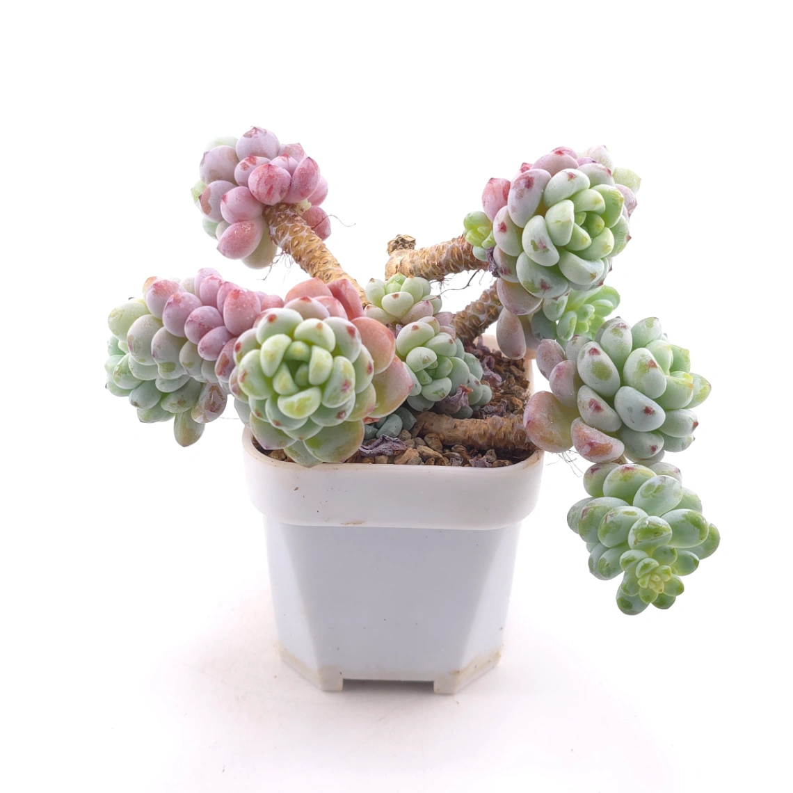 Sedum clavatum | 勞爾 thumbnail 3