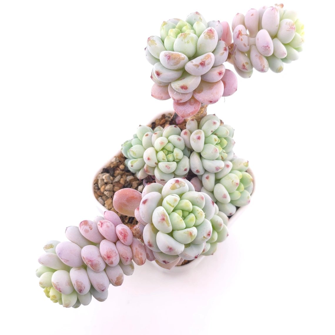 Sedum clavatum | 勞爾 - View 1
