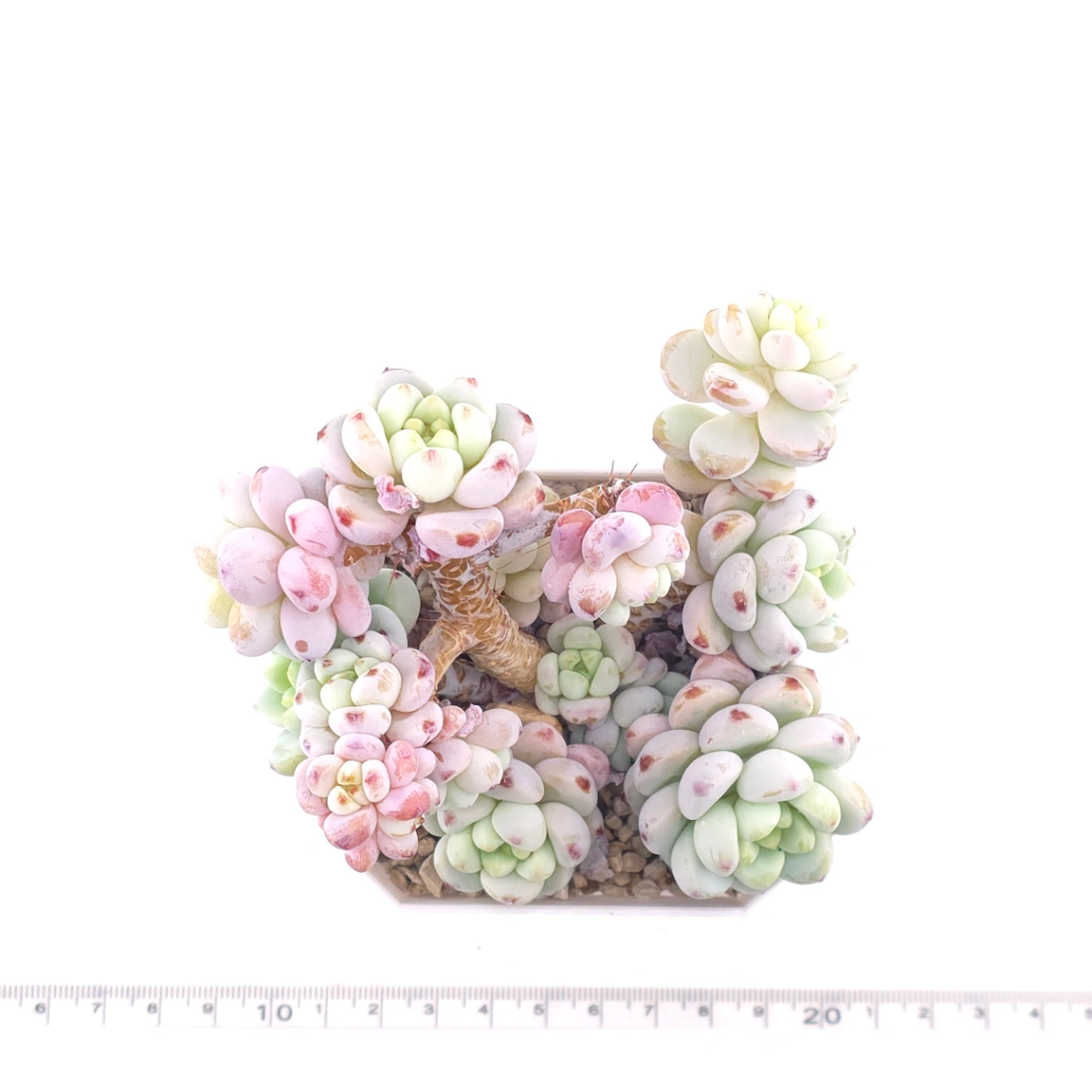Sedum clavatum | 勞爾 thumbnail 4