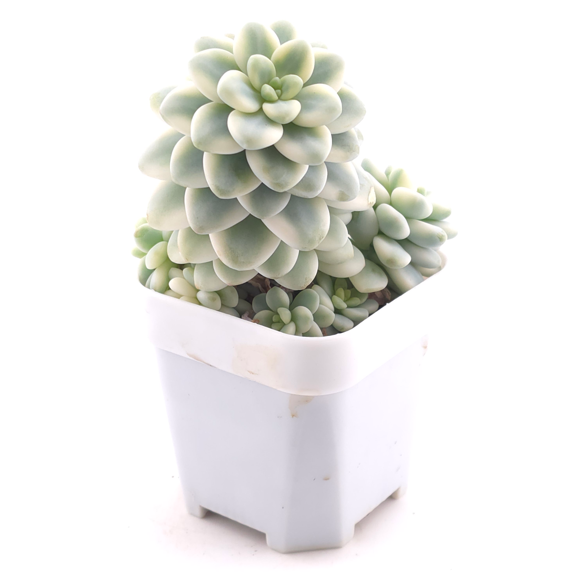 Sedum clavatum variegated clustering | 勞爾錦群 thumbnail 3