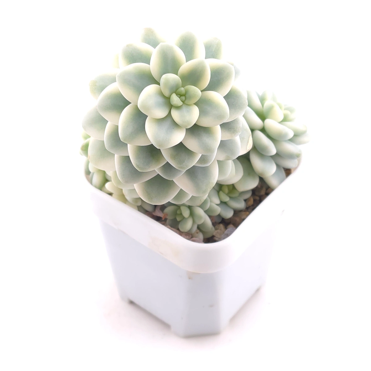 Sedum clavatum variegated clustering | 勞爾錦群 thumbnail 2