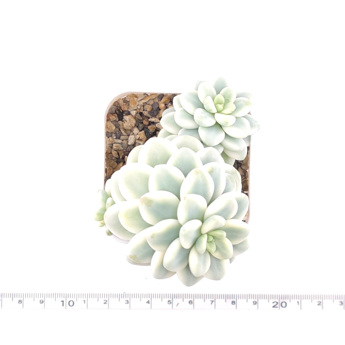 Sedum clavatum variegated clustering | 勞爾錦群 thumbnail 4