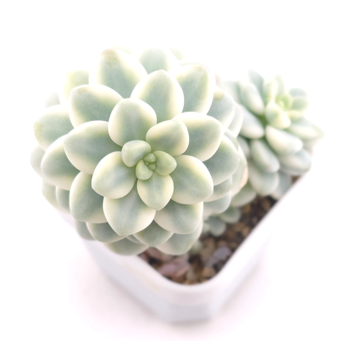 Sedum clavatum variegated clustering | 勞爾錦群 - View 1
