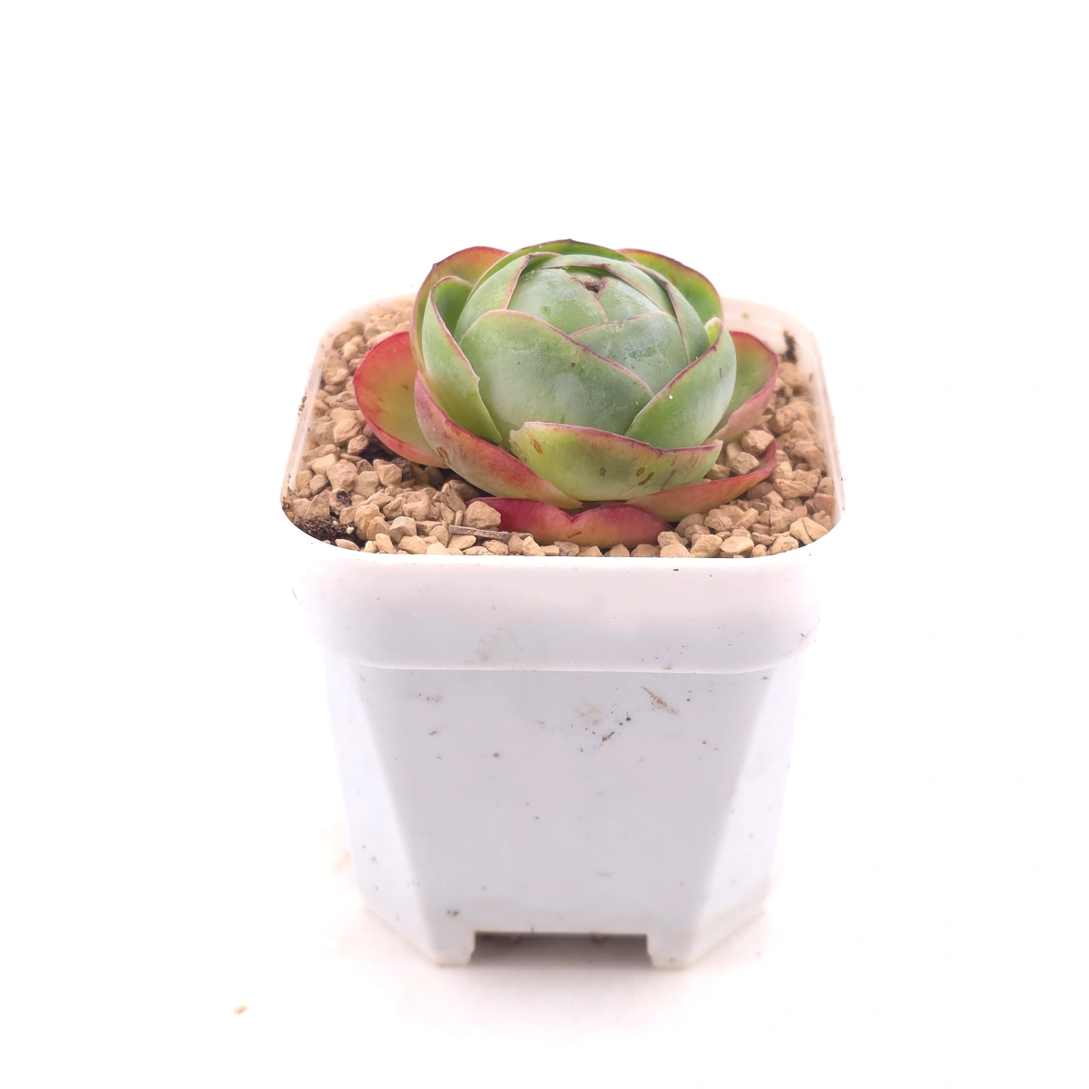 Aeonium greenovia spp. | ​山地玫瑰雜 thumbnail 3