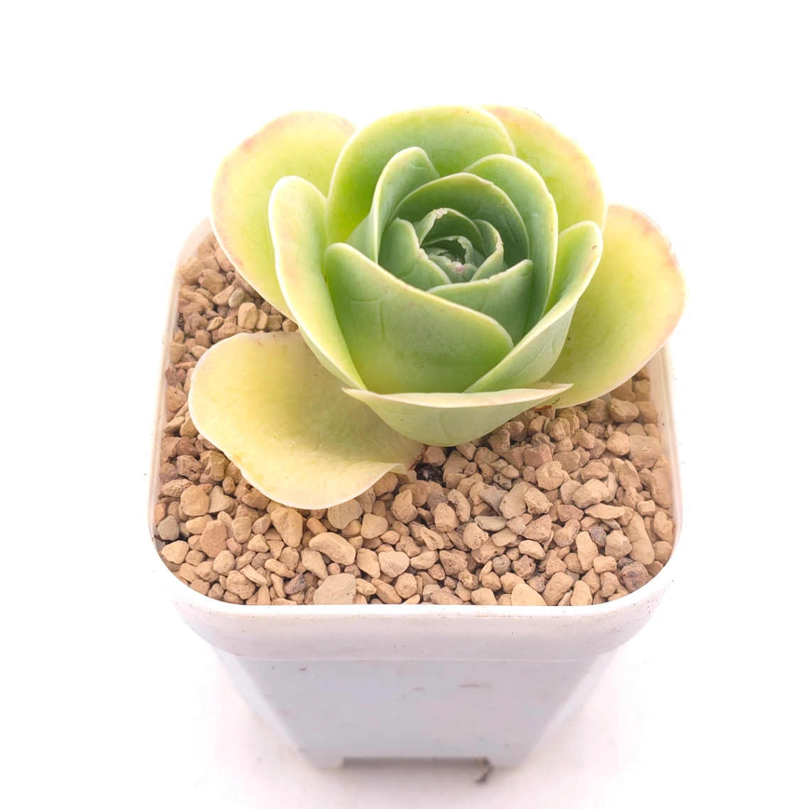 Aeonium greenovia spp. | ​山地玫瑰雜 thumbnail 2