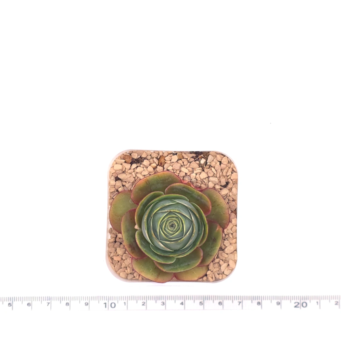 Aeonium greenovia spp. | ​山地玫瑰雜 thumbnail 4