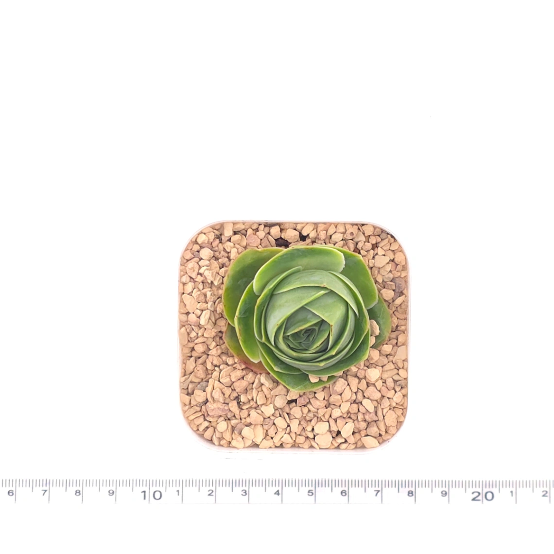 Aeonium greenovia spp. | ​山地玫瑰雜 thumbnail 4