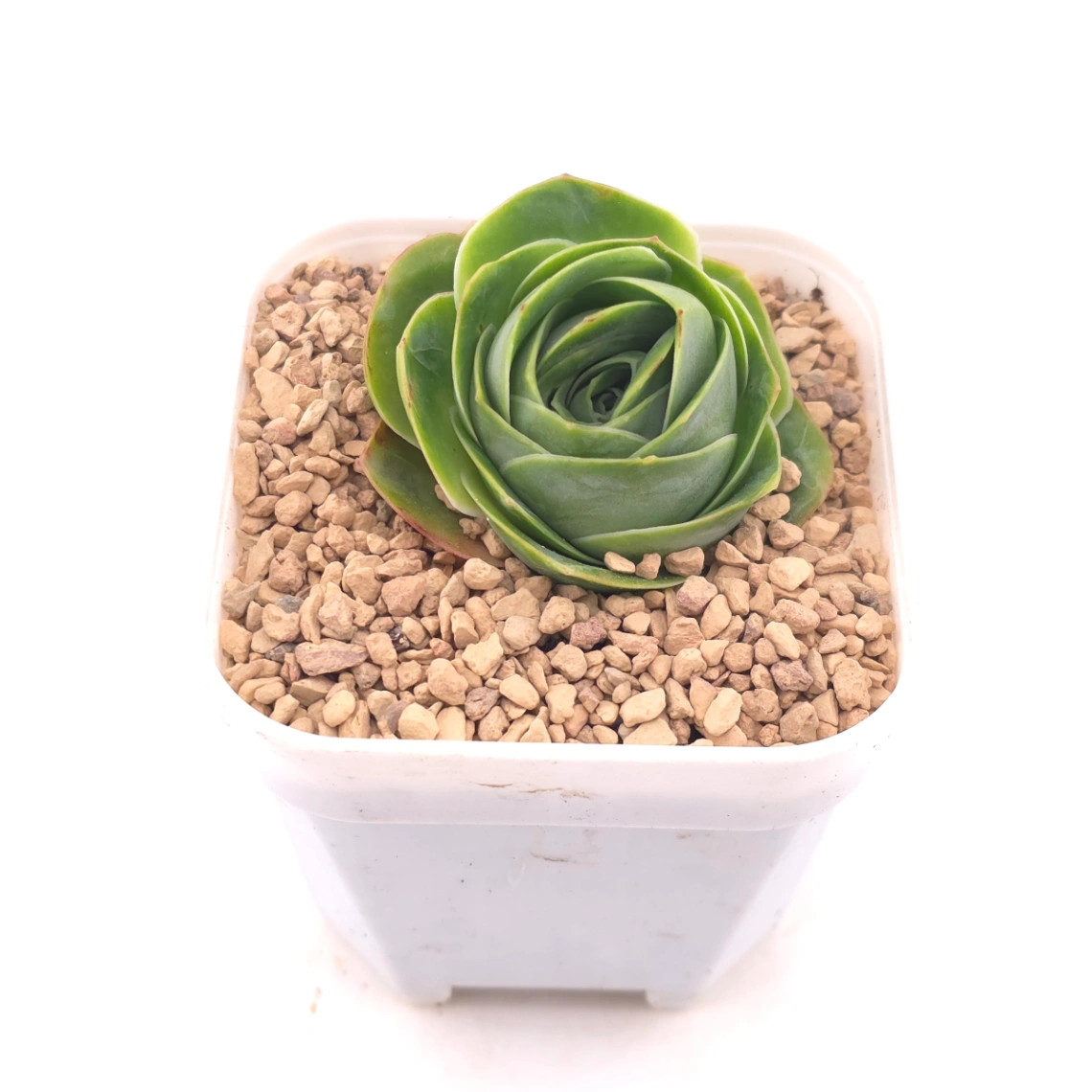 Aeonium greenovia spp. | ​山地玫瑰雜 thumbnail 2