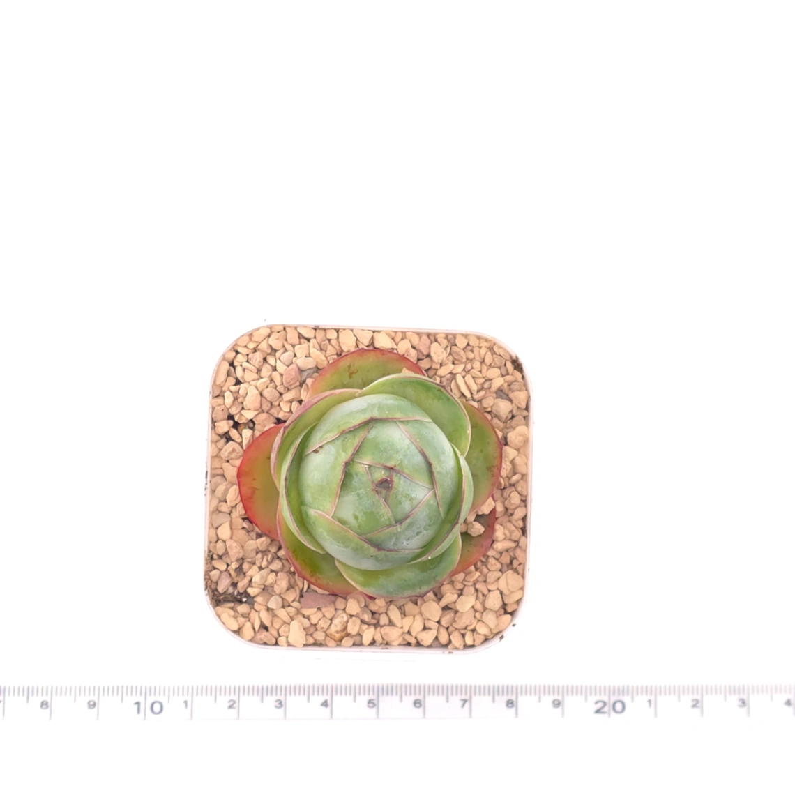 Aeonium greenovia spp. | ​山地玫瑰雜 thumbnail 4
