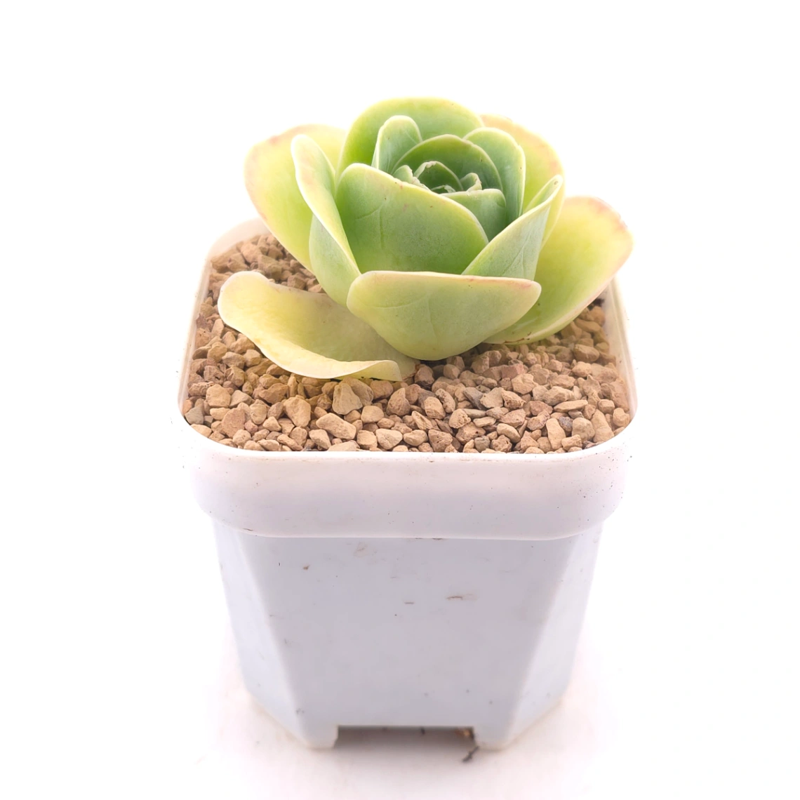 Aeonium greenovia spp. | ​山地玫瑰雜 thumbnail 3