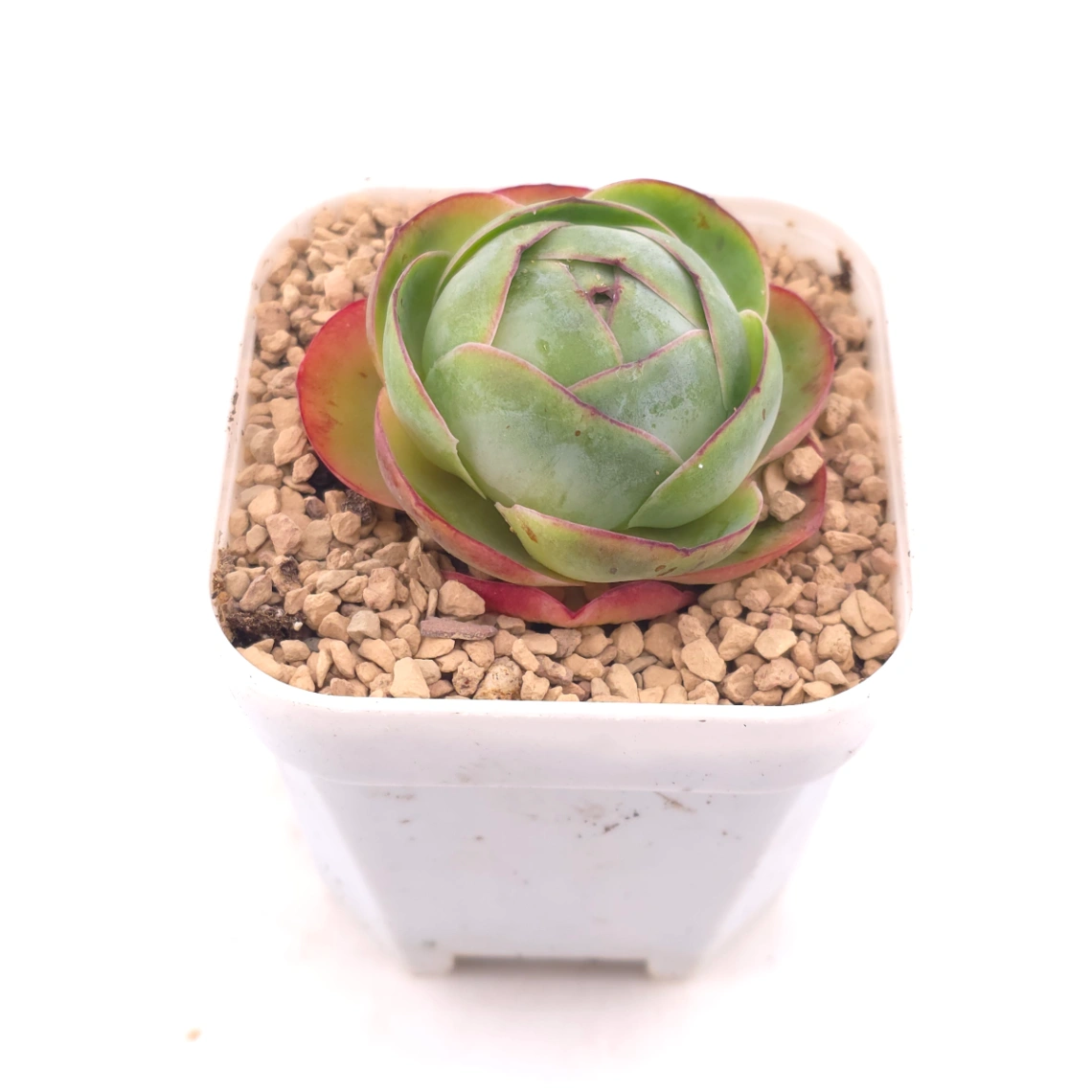 Aeonium greenovia spp. | ​山地玫瑰雜 thumbnail 2