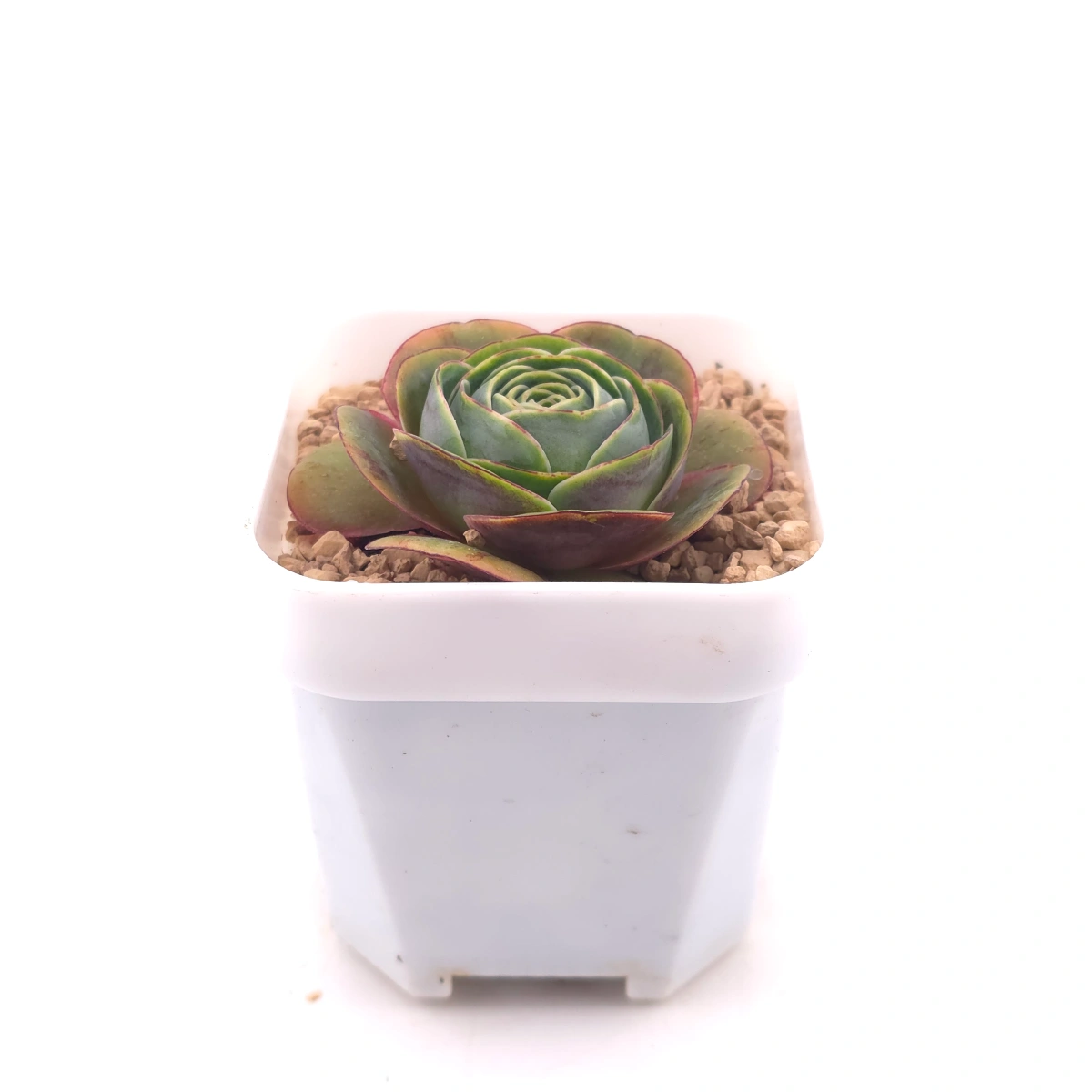 Aeonium greenovia spp. | ​山地玫瑰雜 thumbnail 3