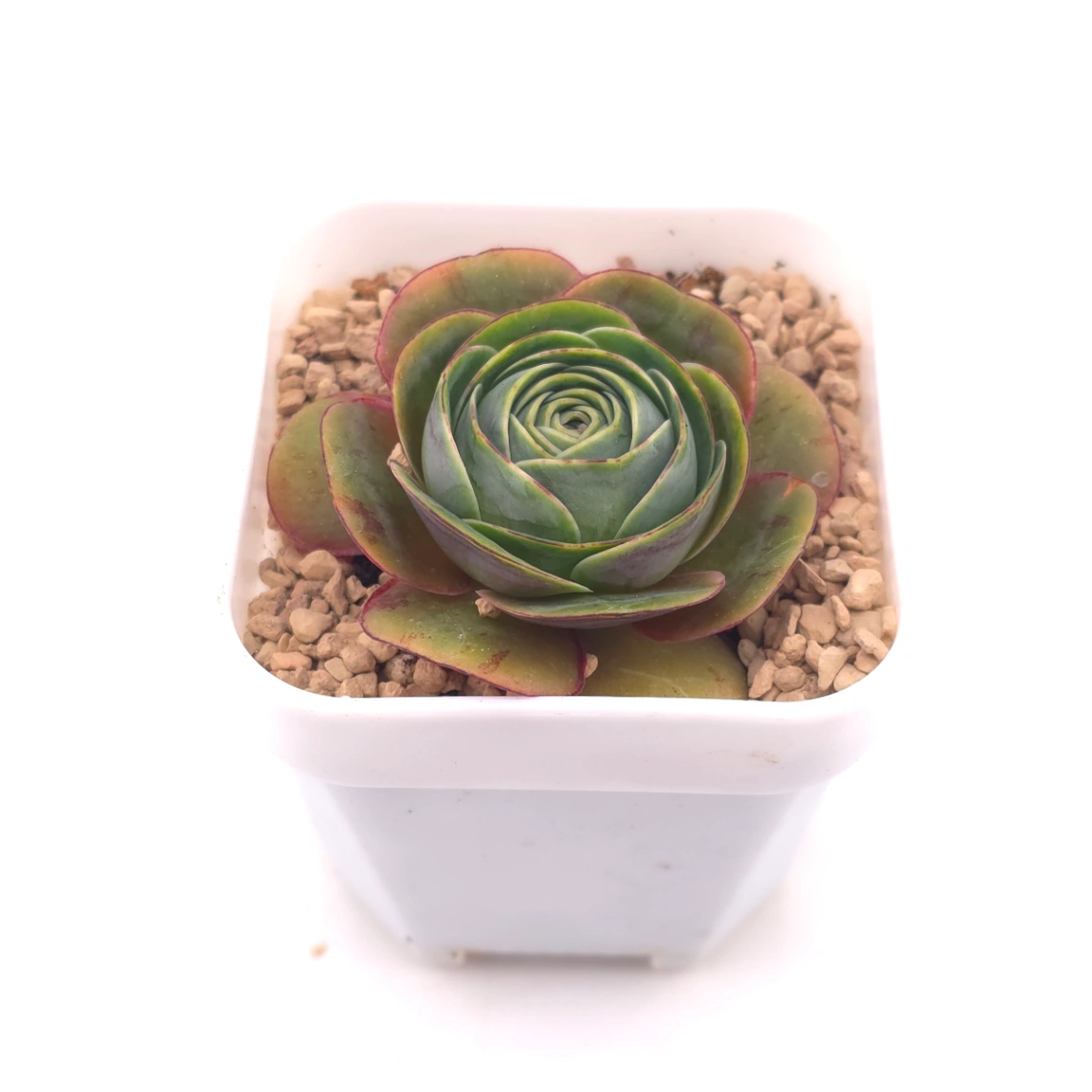 Aeonium greenovia spp. | ​山地玫瑰雜 thumbnail 2