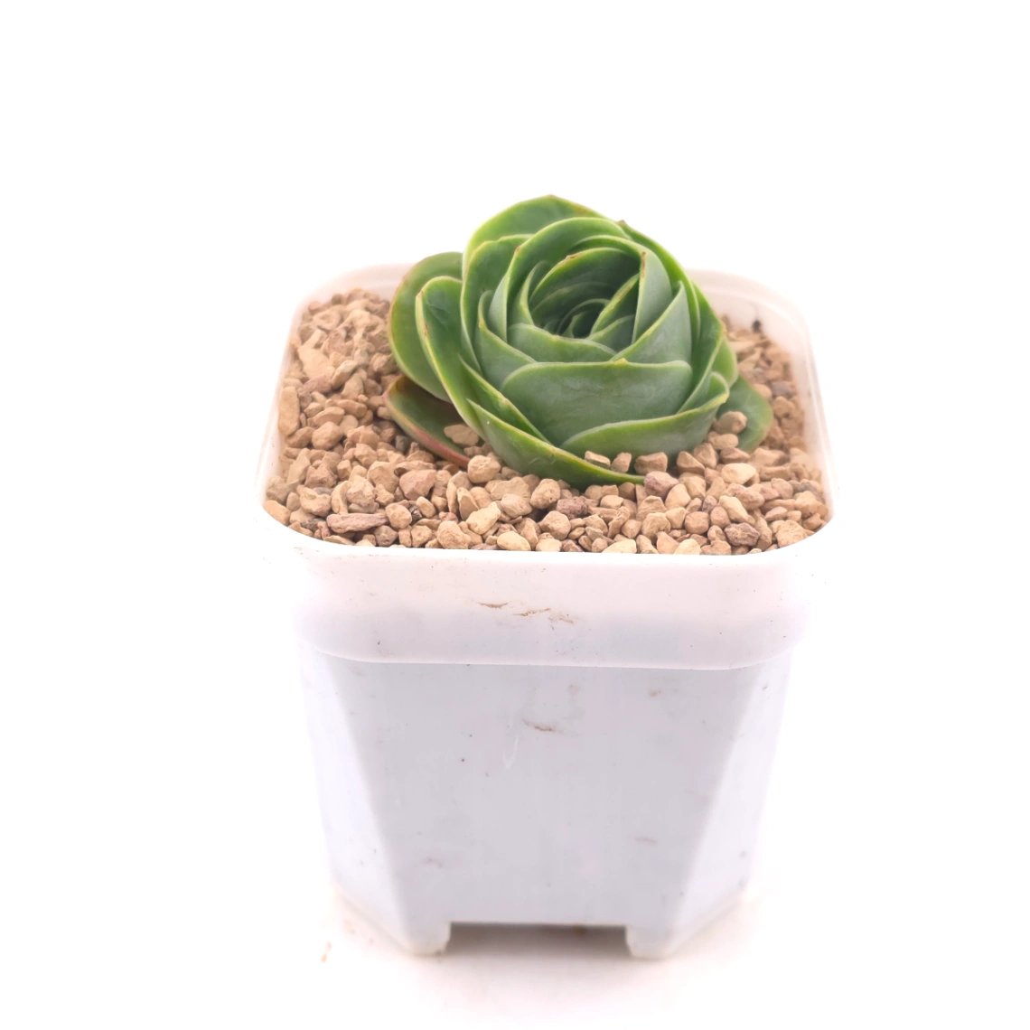 Aeonium greenovia spp. | ​山地玫瑰雜 thumbnail 3