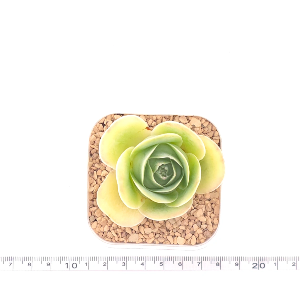 Aeonium greenovia spp. | ​山地玫瑰雜 thumbnail 4
