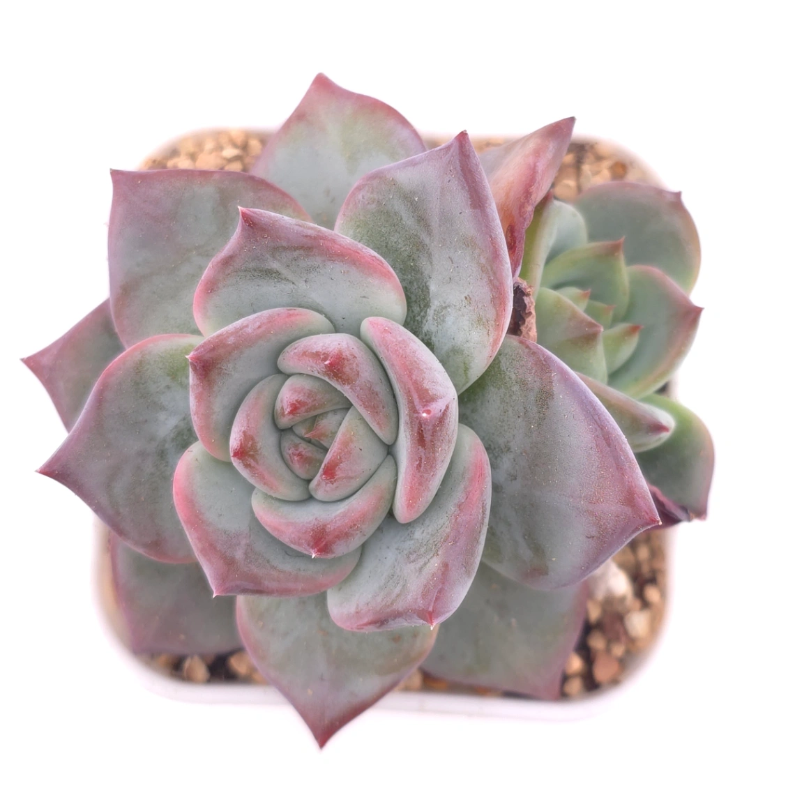 Echeveria ‘Casio’ | 卡西歐 - View 1