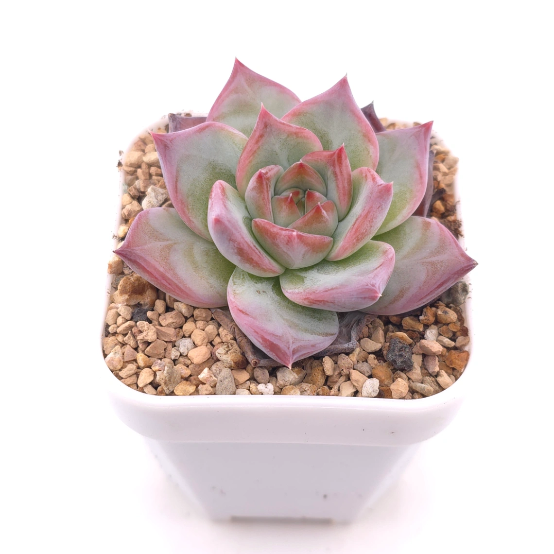 Echeveria ‘Casio’ | 卡西歐 thumbnail 2