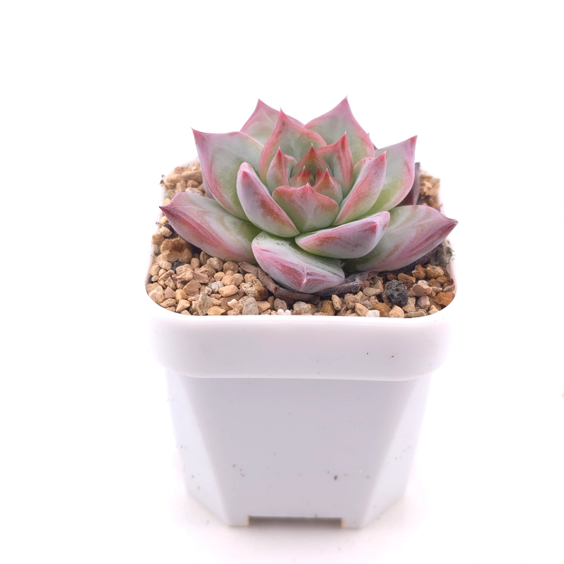 Echeveria ‘Casio’ | 卡西歐 thumbnail 3