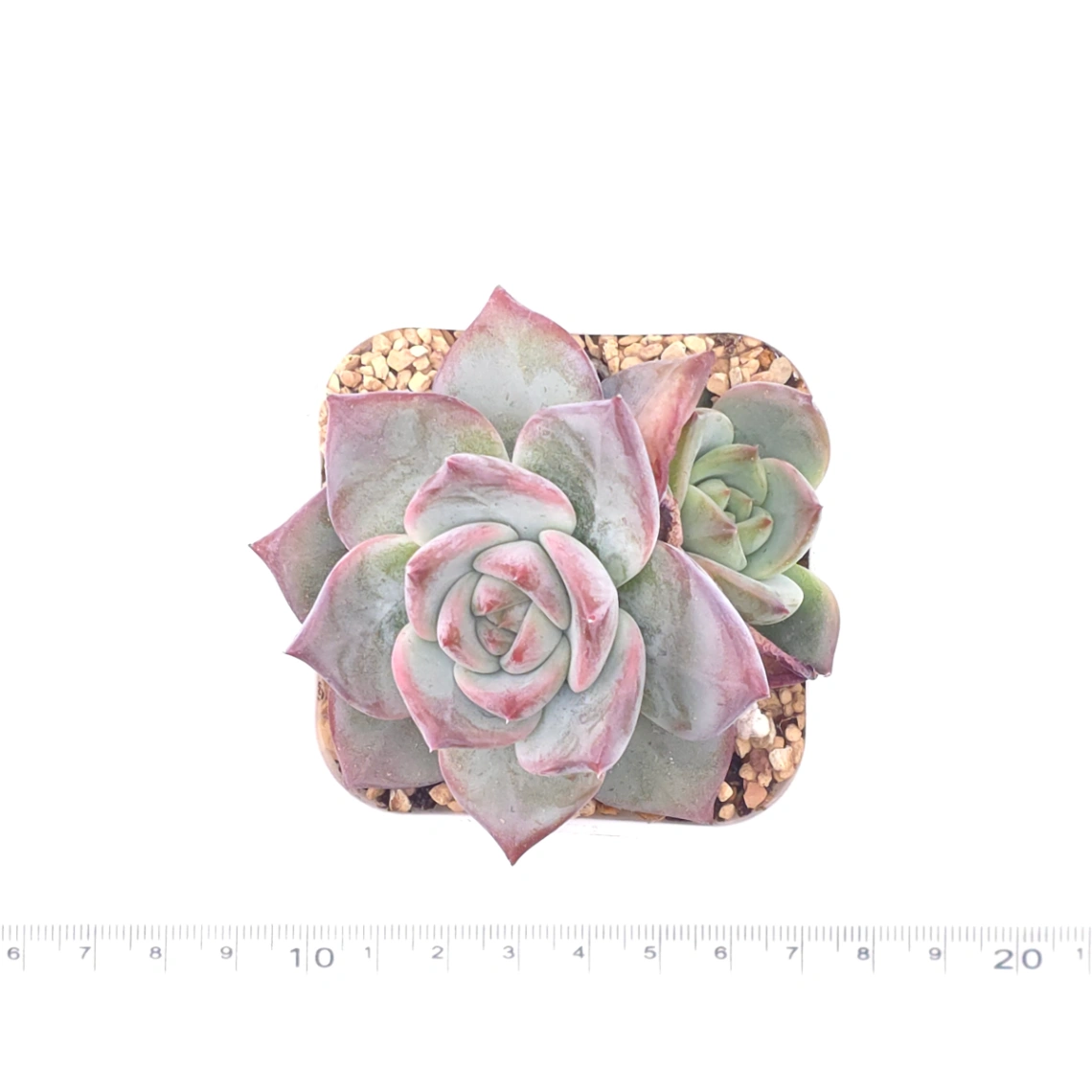 Echeveria ‘Casio’ | 卡西歐 thumbnail 4