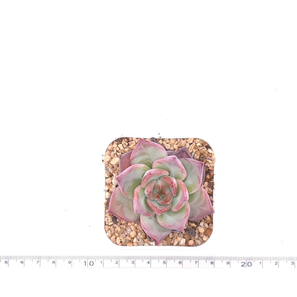 Echeveria ‘Casio’ | 卡西歐 thumbnail 4