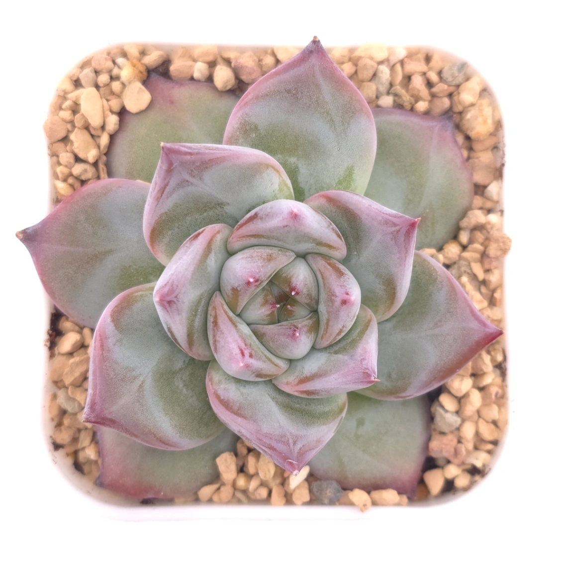 Echeveria ‘Casio’ | 卡西歐 - View 1