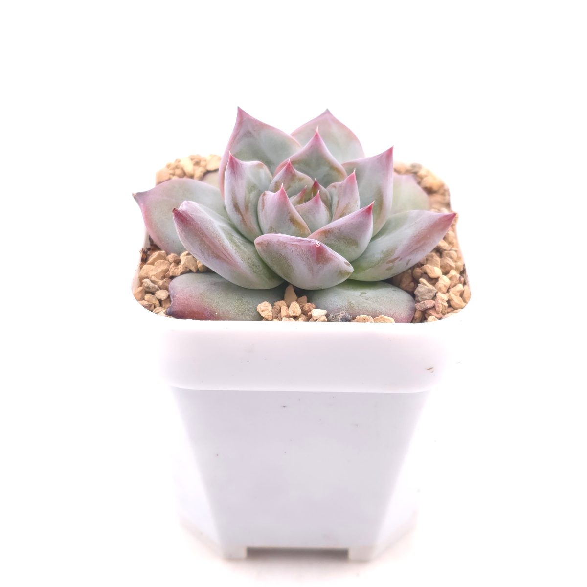 Echeveria ‘Casio’ | 卡西歐 thumbnail 3