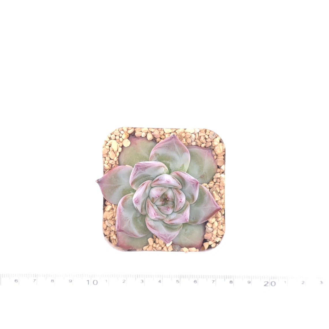 Echeveria ‘Casio’ | 卡西歐 thumbnail 4