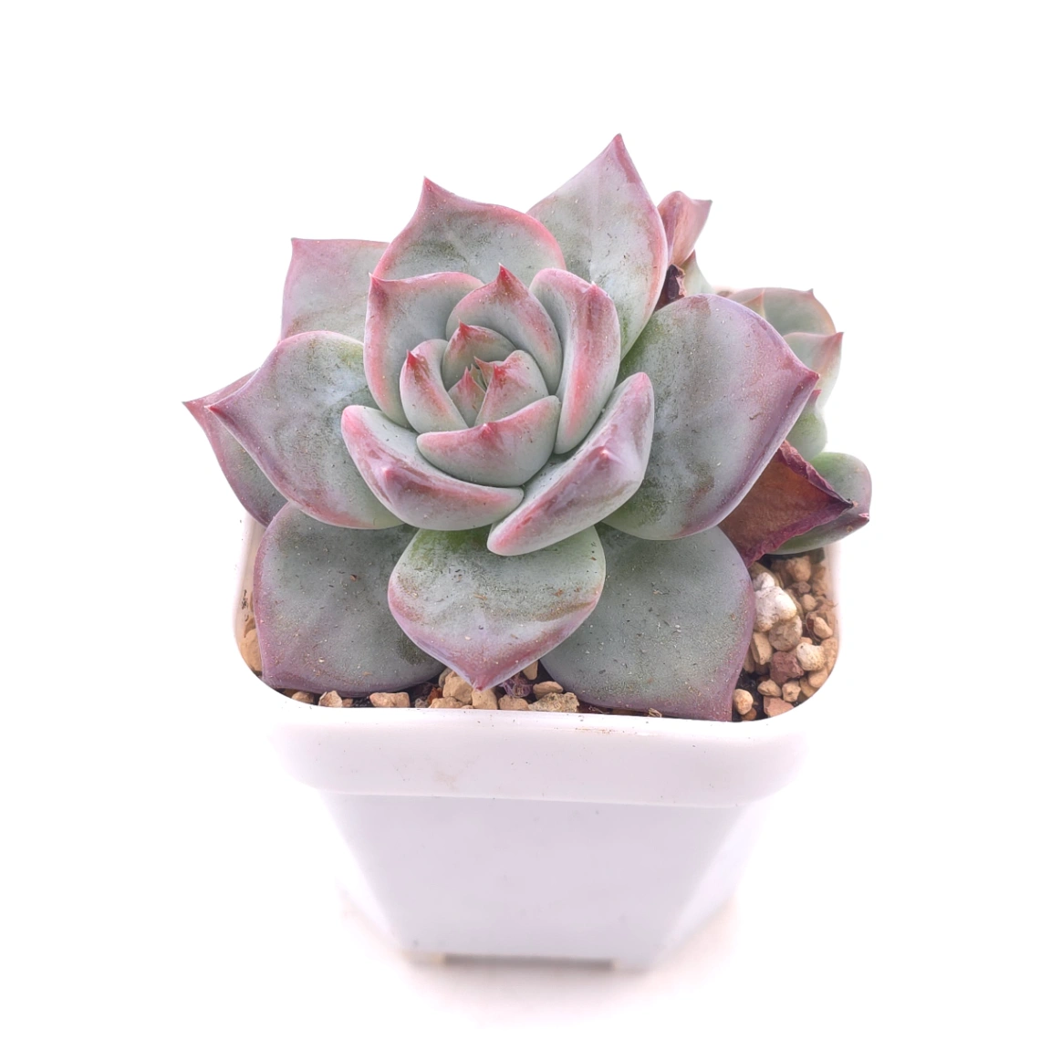 Echeveria ‘Casio’ | 卡西歐 thumbnail 2