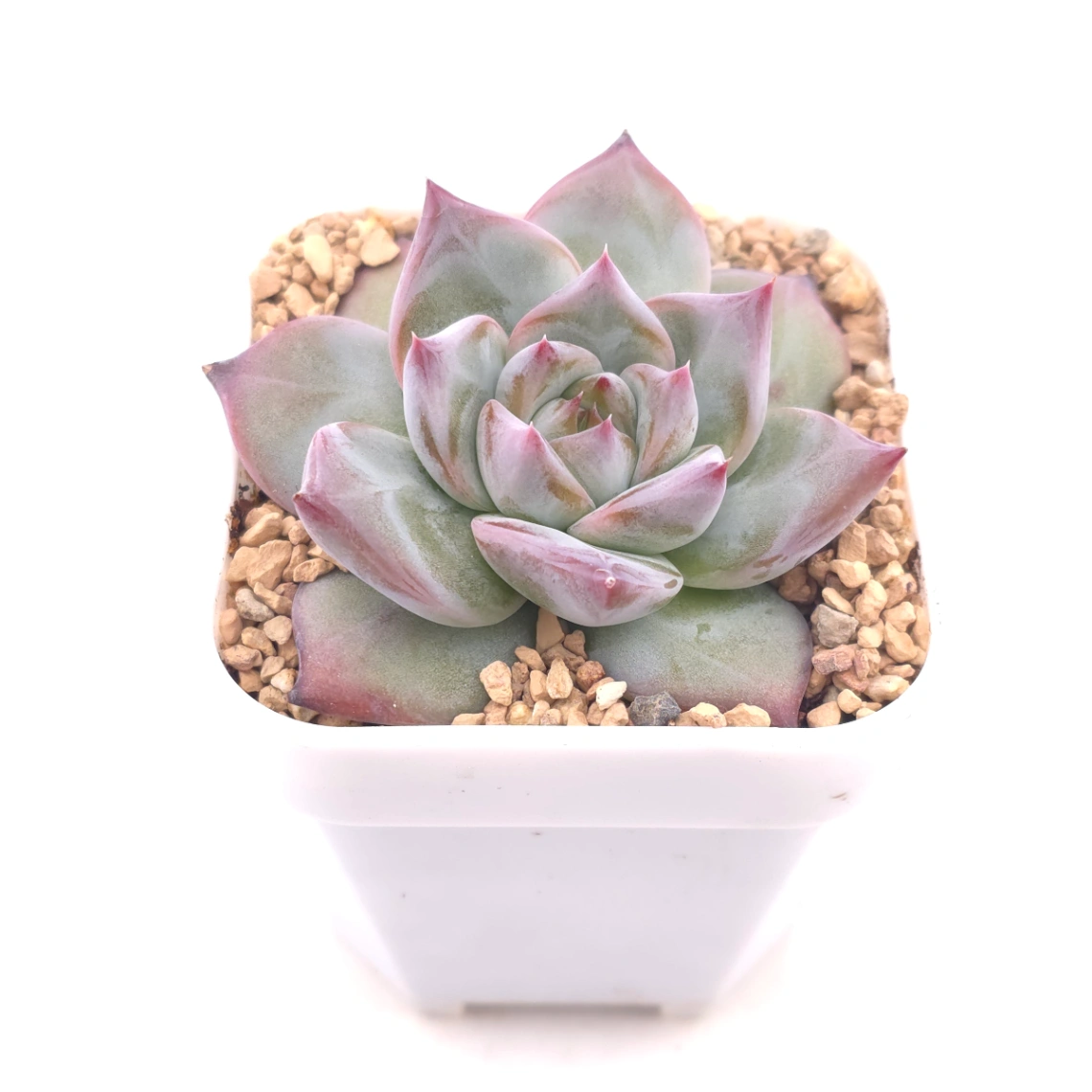 Echeveria ‘Casio’ | 卡西歐 thumbnail 2