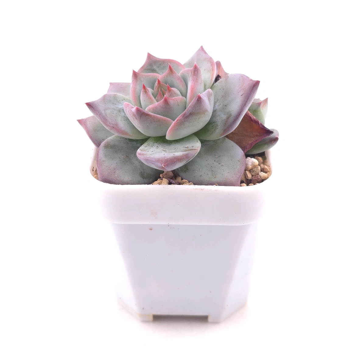 Echeveria ‘Casio’ | 卡西歐 thumbnail 3