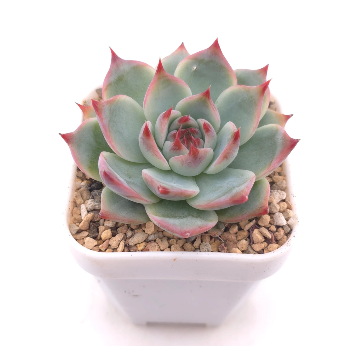 Echeveria chihuahuaensis | 吉娃娃 thumbnail 2