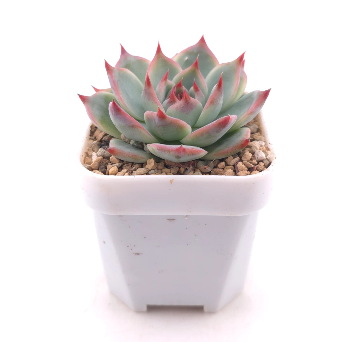 Echeveria chihuahuaensis | 吉娃娃 thumbnail 3
