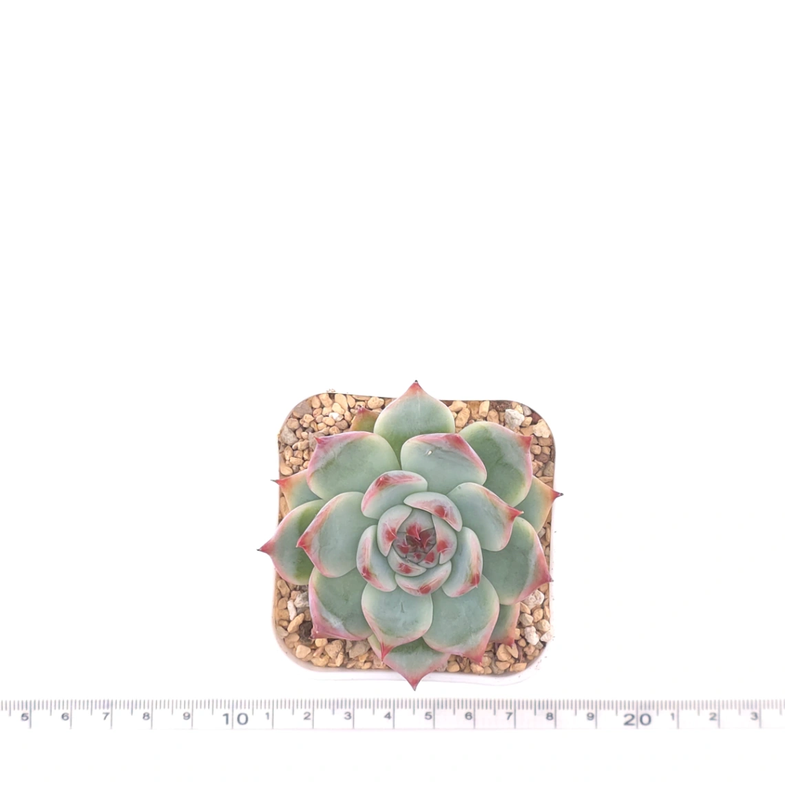 Echeveria chihuahuaensis | 吉娃娃 thumbnail 4