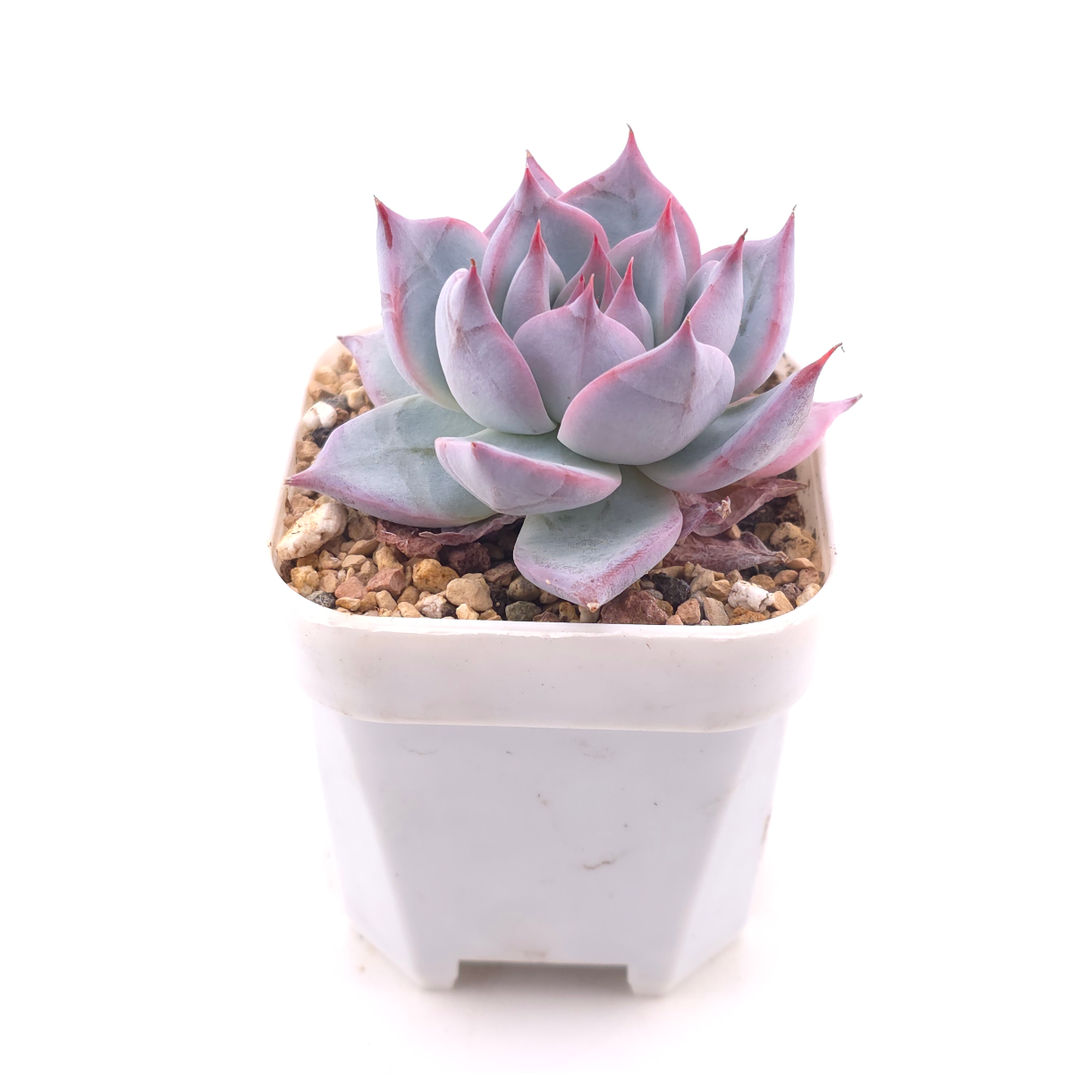 Echeveria colorata spp. | 卡羅拉雜 thumbnail 3